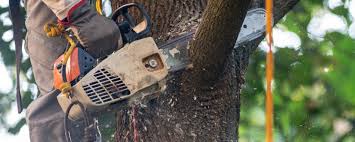 Best Arborist Consultation Services  in Johnsonburg, PA