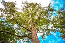 Johnsonburg, PA  Tree Services Company