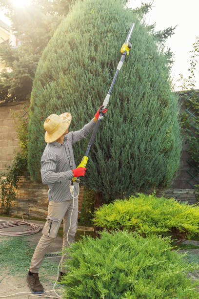 Tree and Shrub Care in Johnsonburg, PA